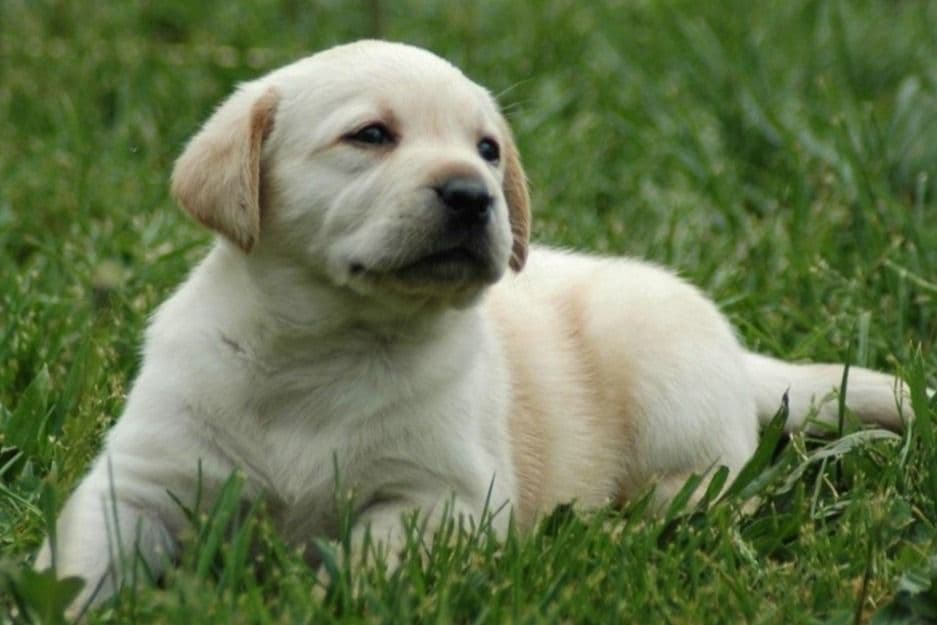 Golden Retriever Puppies breeder image 4