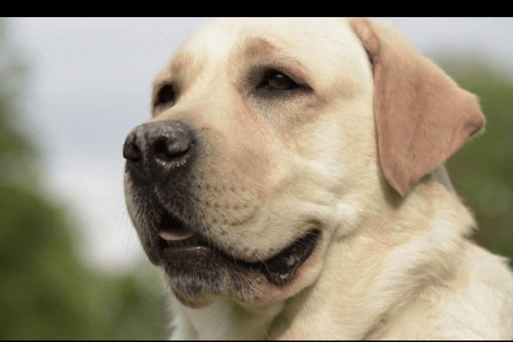 Golden Retriever Puppies breeder image 5