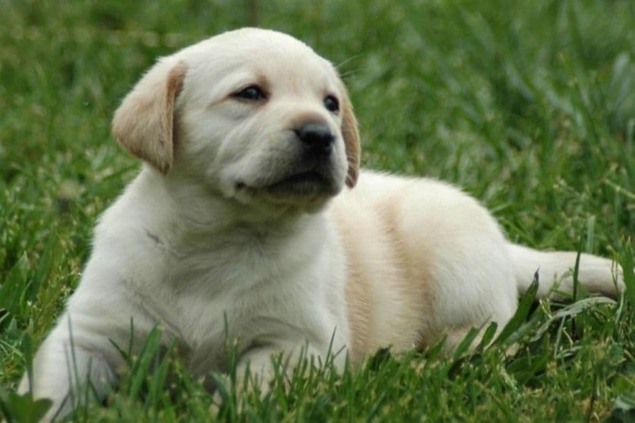Golden Retriever Puppies breeder image 6