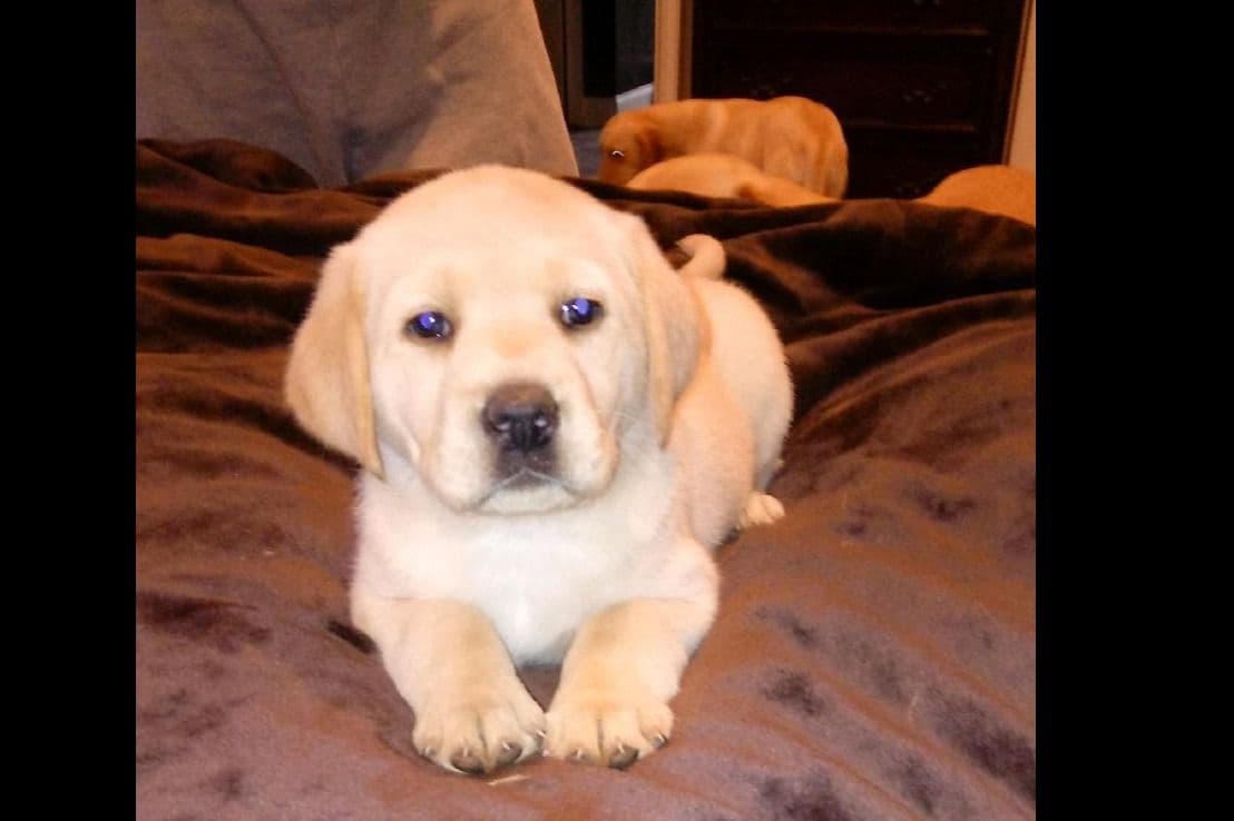 Golden Retriever Puppies breeder image 8