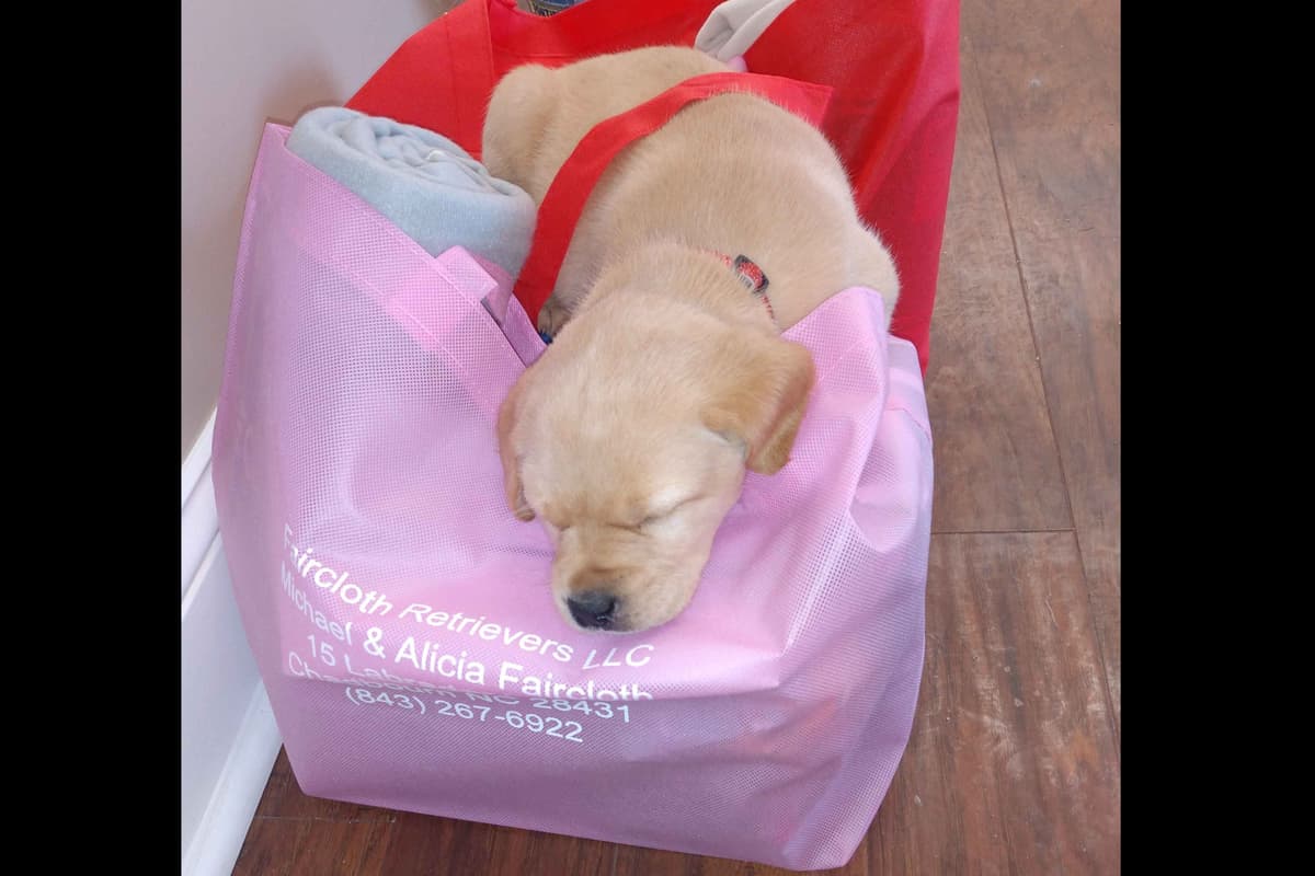 Golden Retriever Puppies breeder image 9