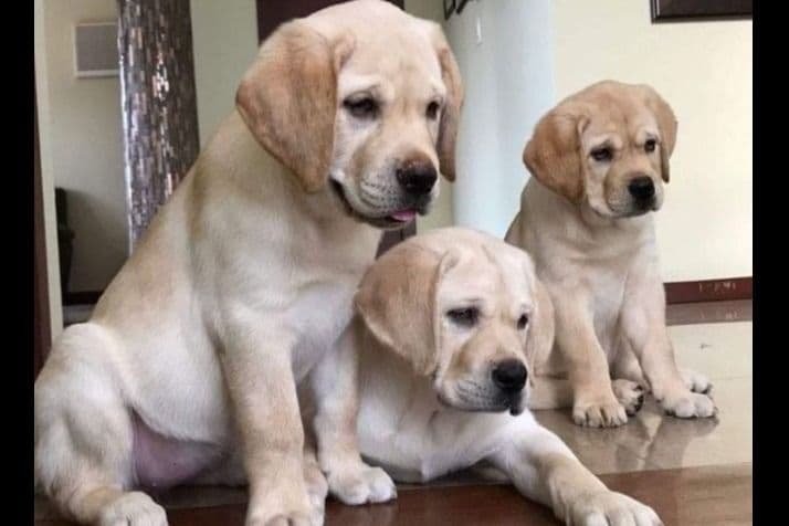 Golden Retriever Puppies breeder image 10