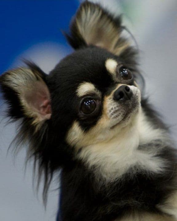 Miniature American Shepherd Puppies breeder image 11