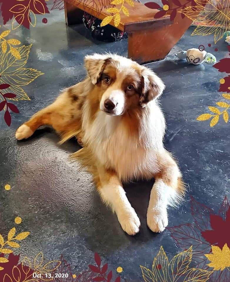 Miniature American Shepherd Puppies breeder image 10