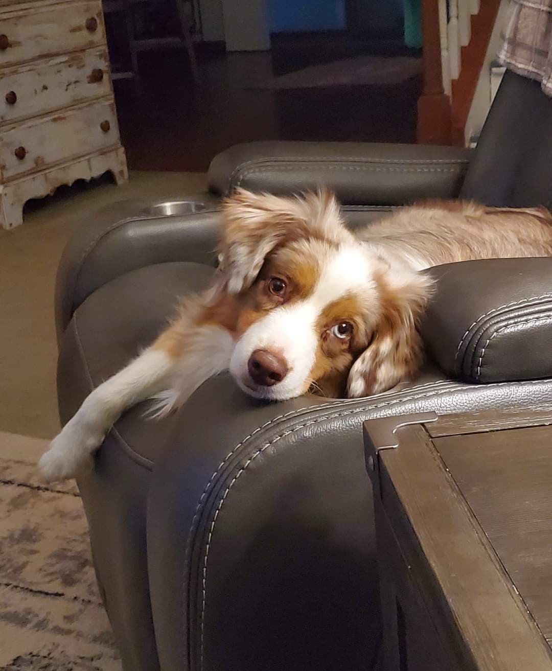 Miniature American Shepherd Puppies breeder image 23