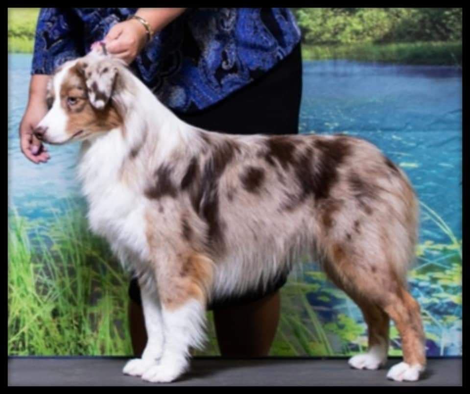 Miniature American Shepherd Puppies breeder image 26