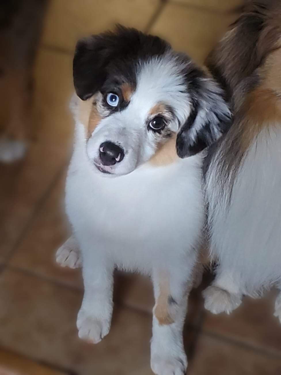 Miniature American Shepherd Puppies breeder image 25