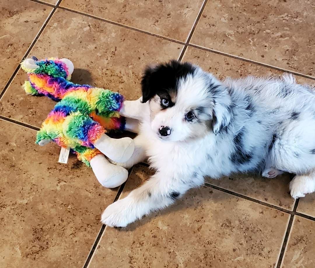Miniature American Shepherd Puppies breeder image 2