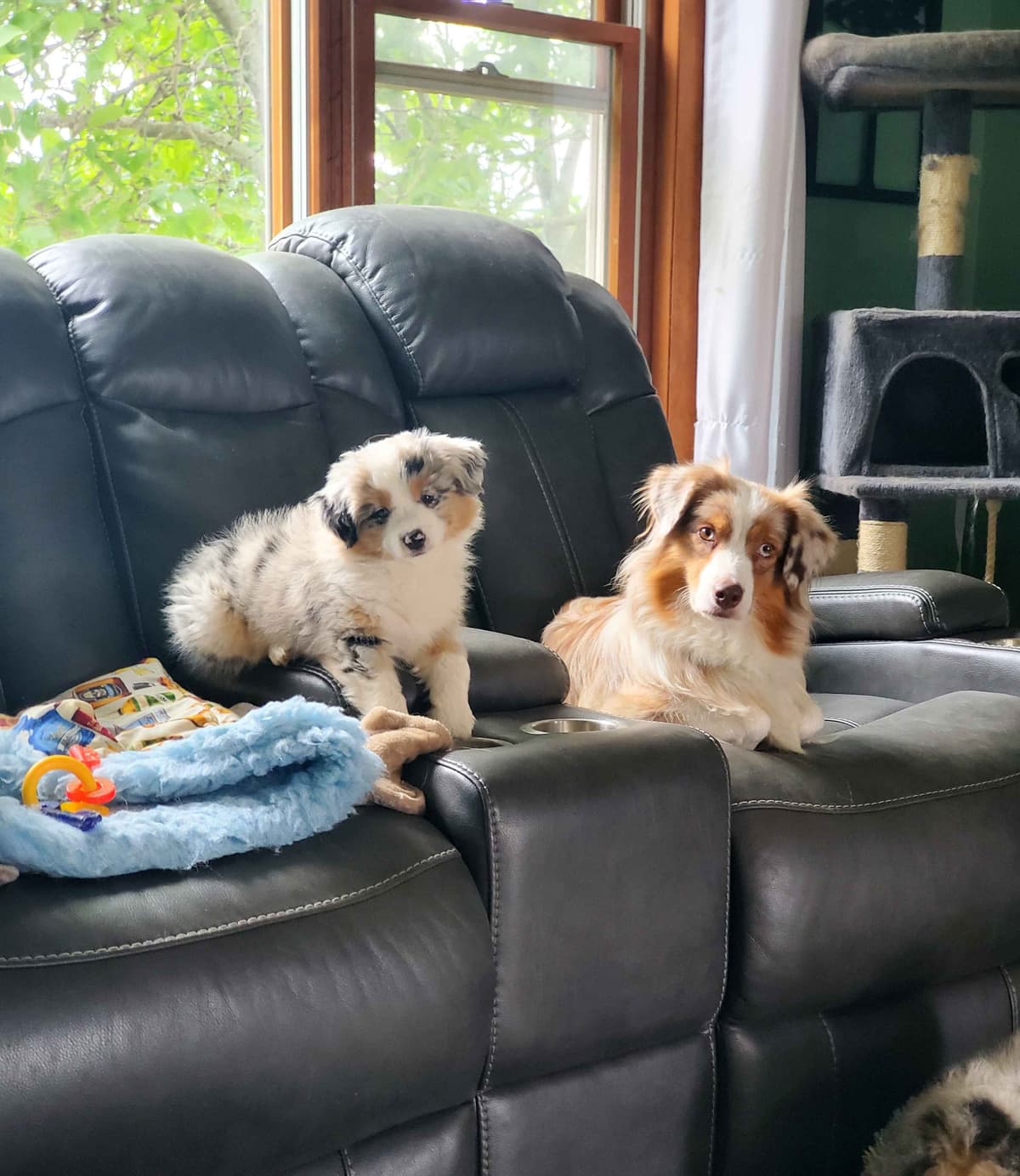 Miniature American Shepherd Puppies breeder image 15