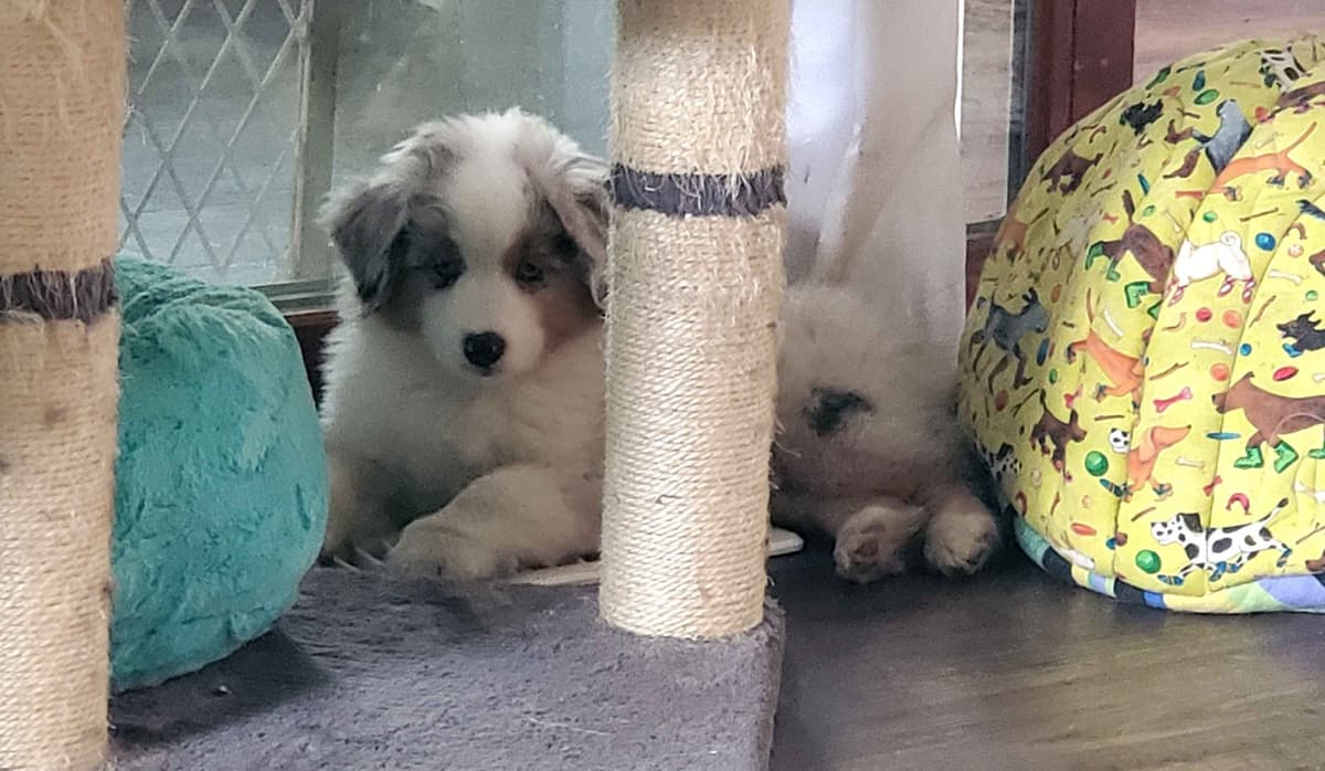 Miniature American Shepherd Puppies breeder image 4