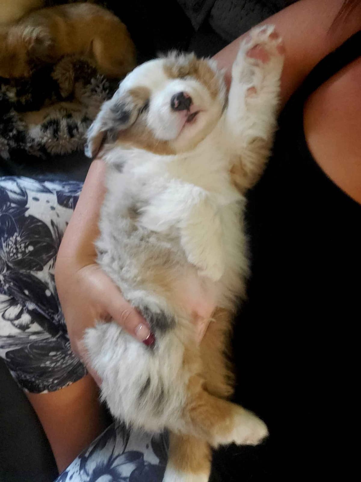 Miniature American Shepherd Puppies breeder image 5