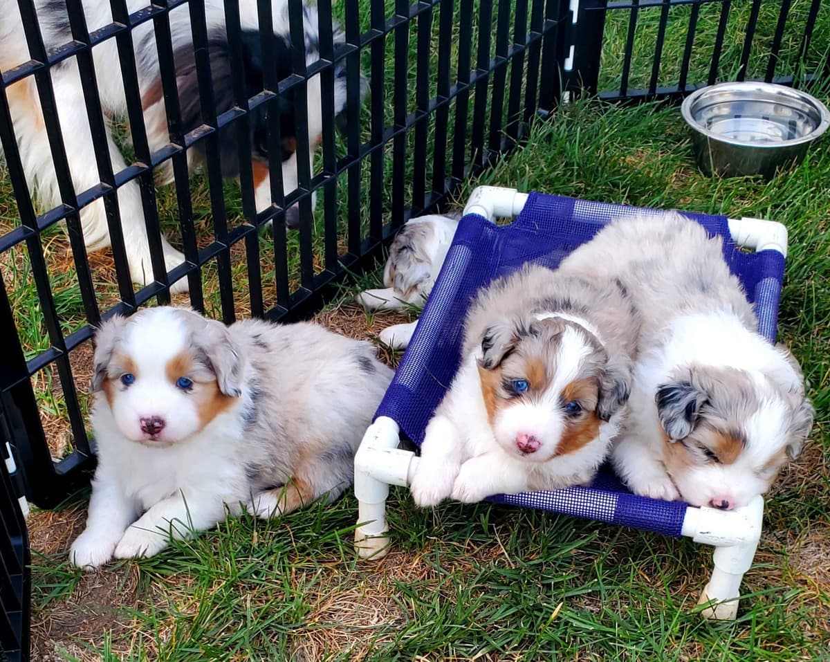 Miniature American Shepherd Puppies breeder image 7