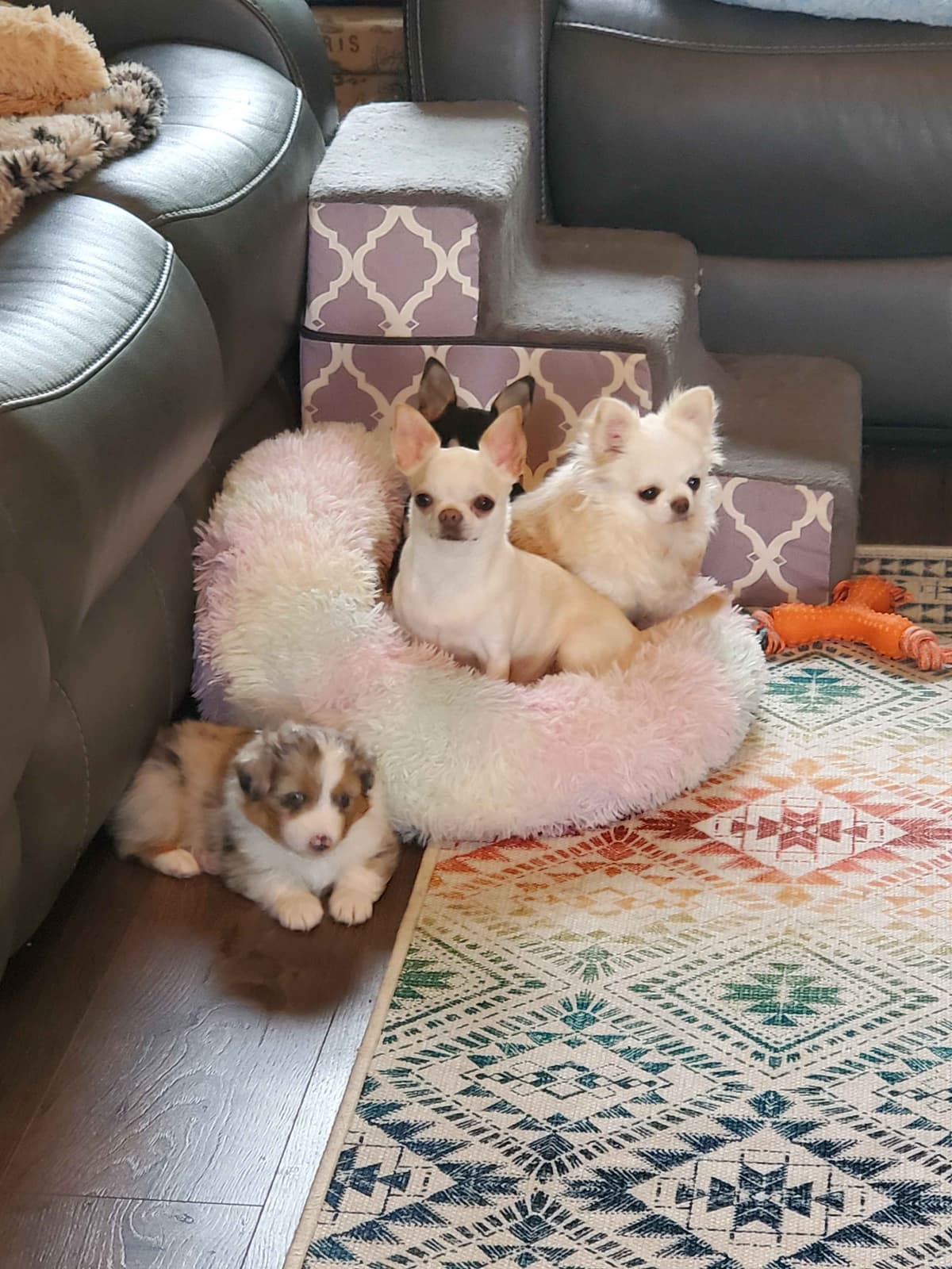 Miniature American Shepherd Puppies breeder image 27
