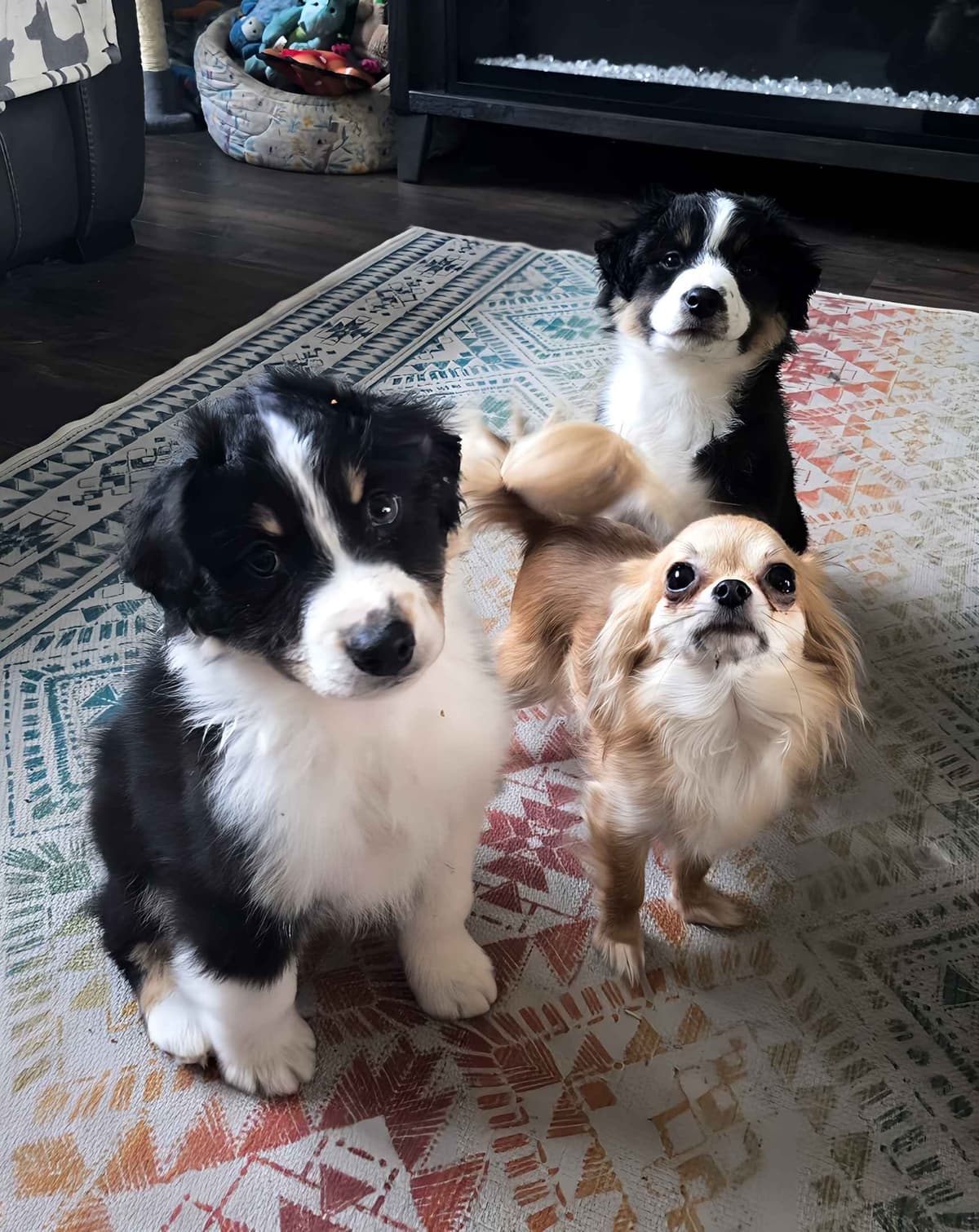 Miniature American Shepherd Puppies breeder image 19