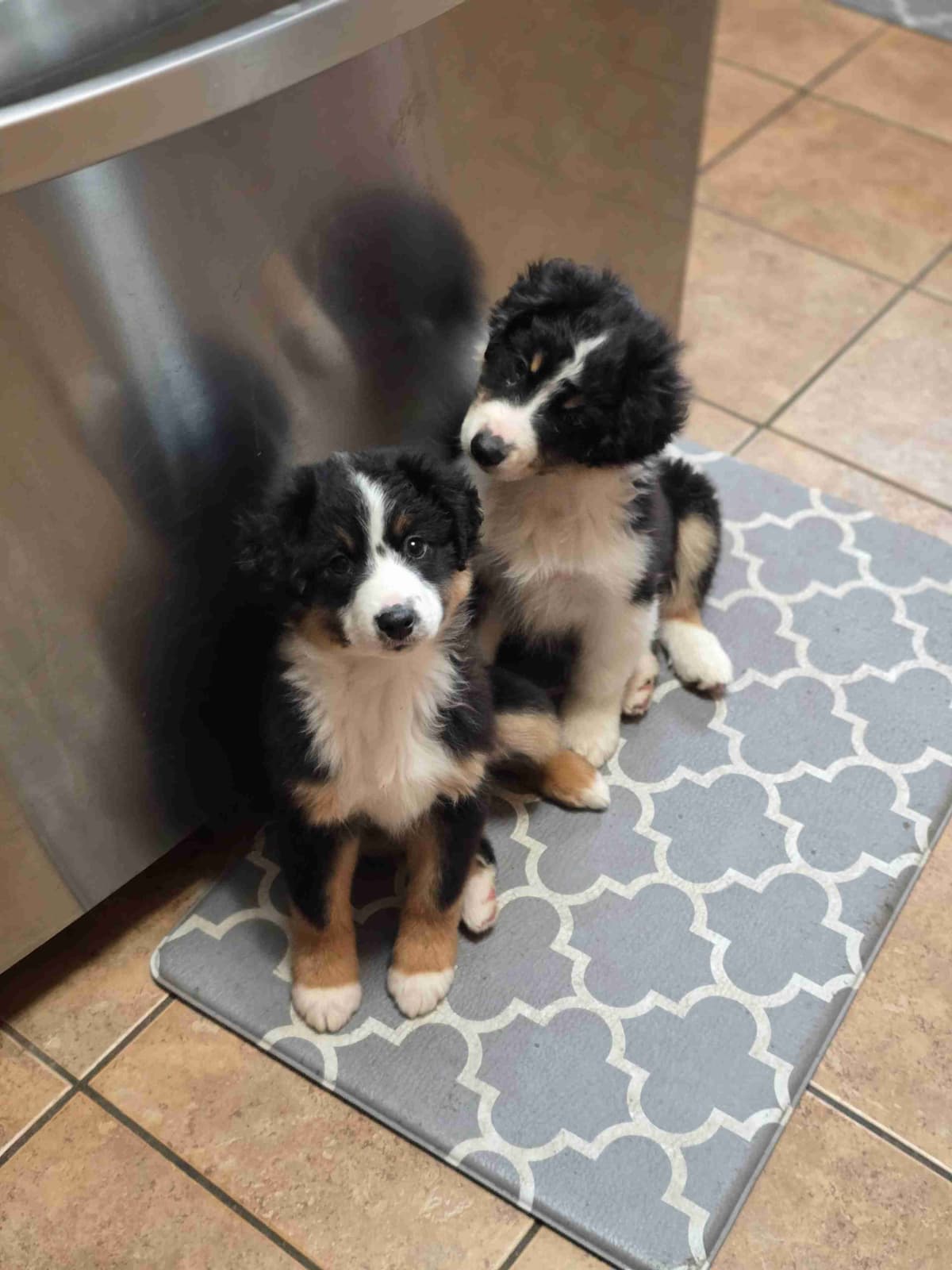 Miniature American Shepherd Puppies breeder image 8