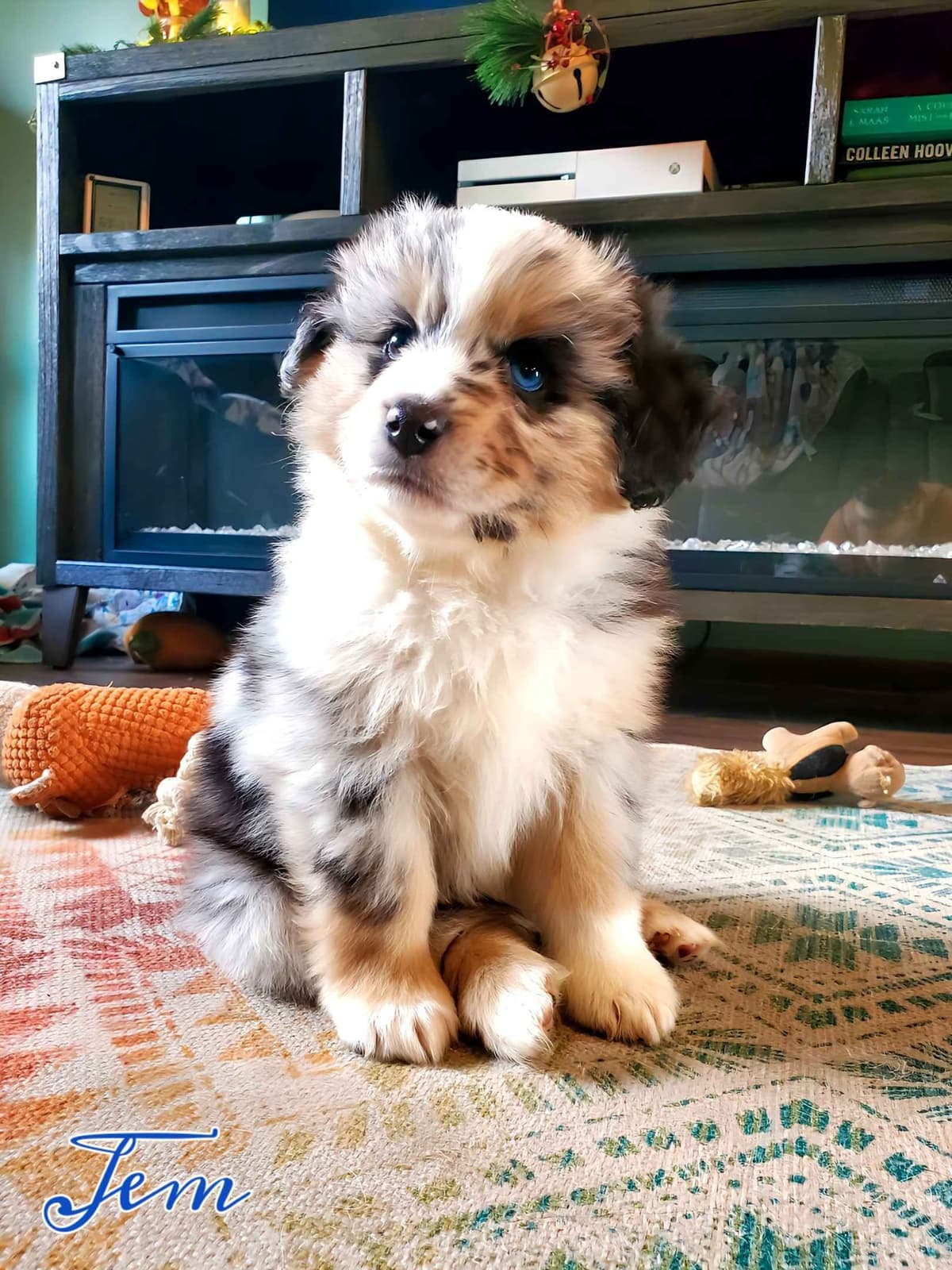 Miniature American Shepherd Puppies breeder image 1