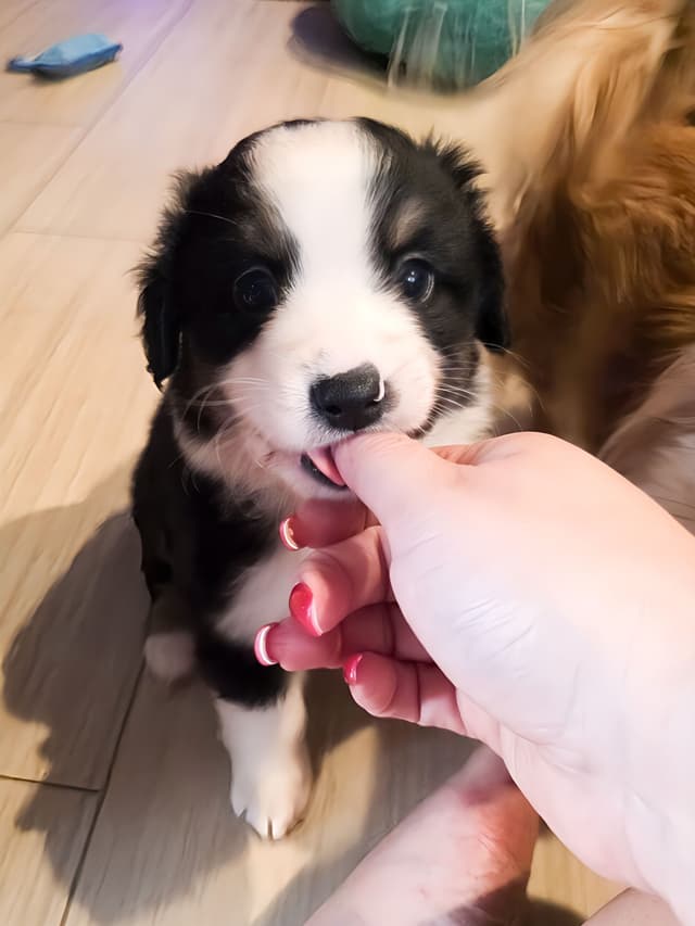 Miniature American Shepherd Puppies media 2
