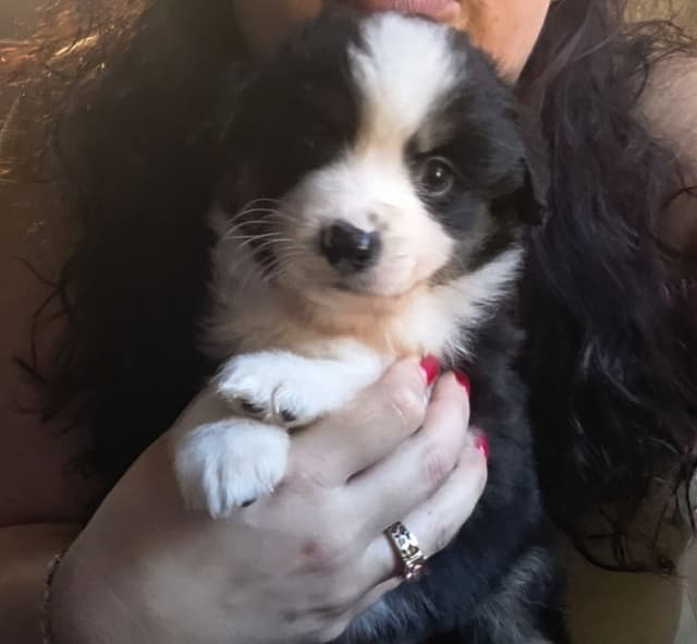 Miniature American Shepherd Puppies media 3