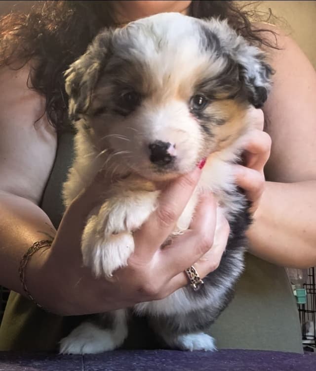 Miniature American Shepherd Puppies media 5