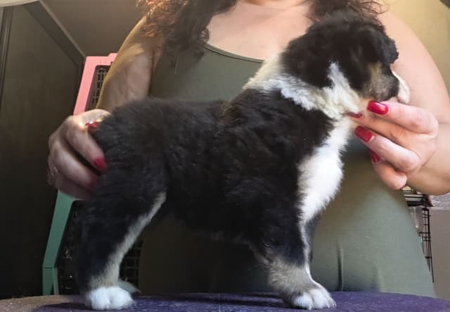 Miniature American Shepherd Puppies media 7