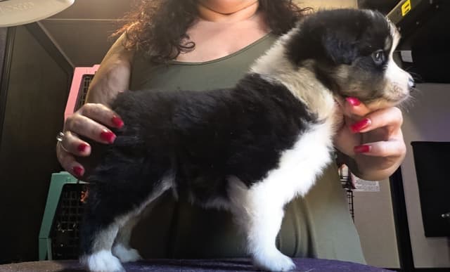Miniature American Shepherd Puppies media 8