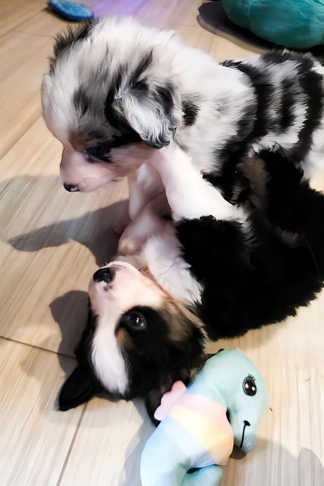Miniature American Shepherd Puppies media 9