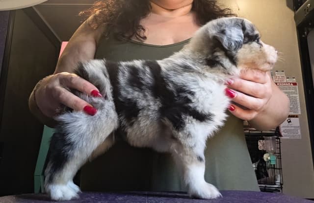 Miniature American Shepherd Puppies media 10