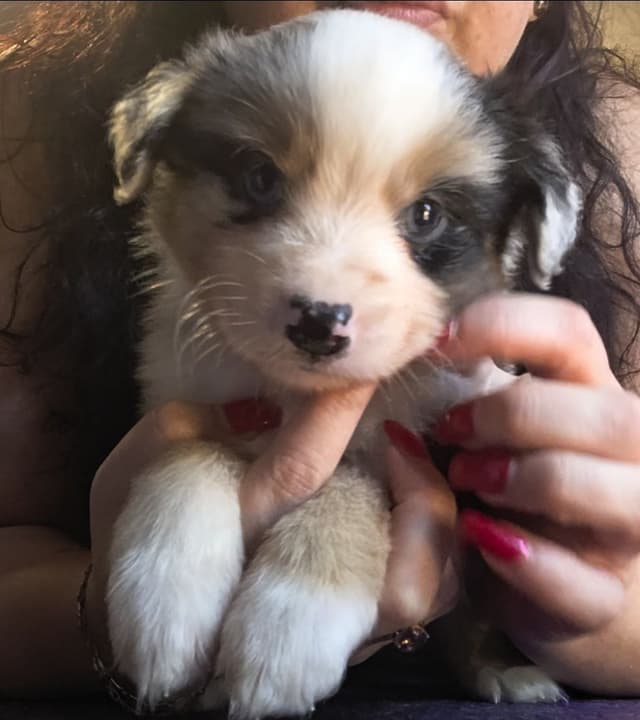 Miniature American Shepherd Puppies media 11