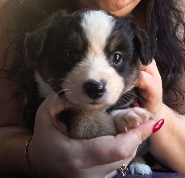 Miniature American Shepherd Puppies media 12