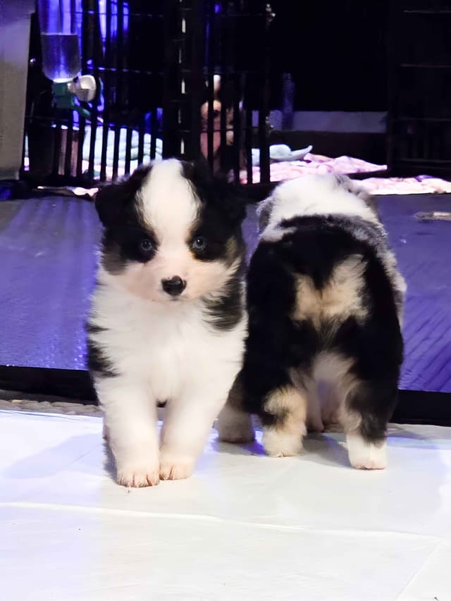 Miniature American Shepherd Puppies media 13