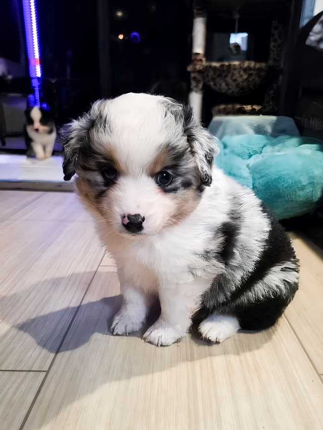 Miniature American Shepherd Puppies media 14