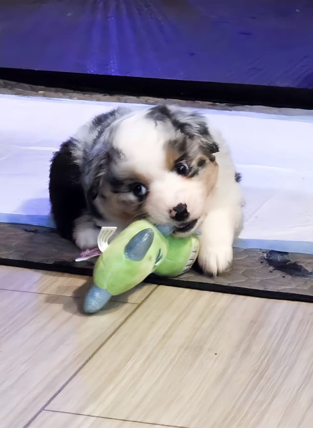 Miniature American Shepherd Puppies media 15