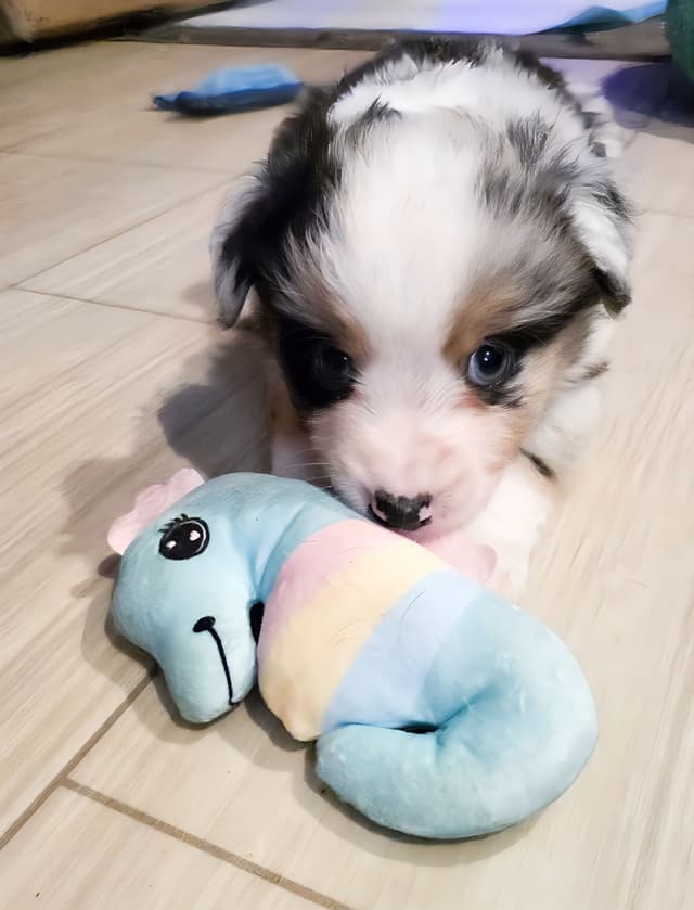 Miniature American Shepherd Puppies media 16