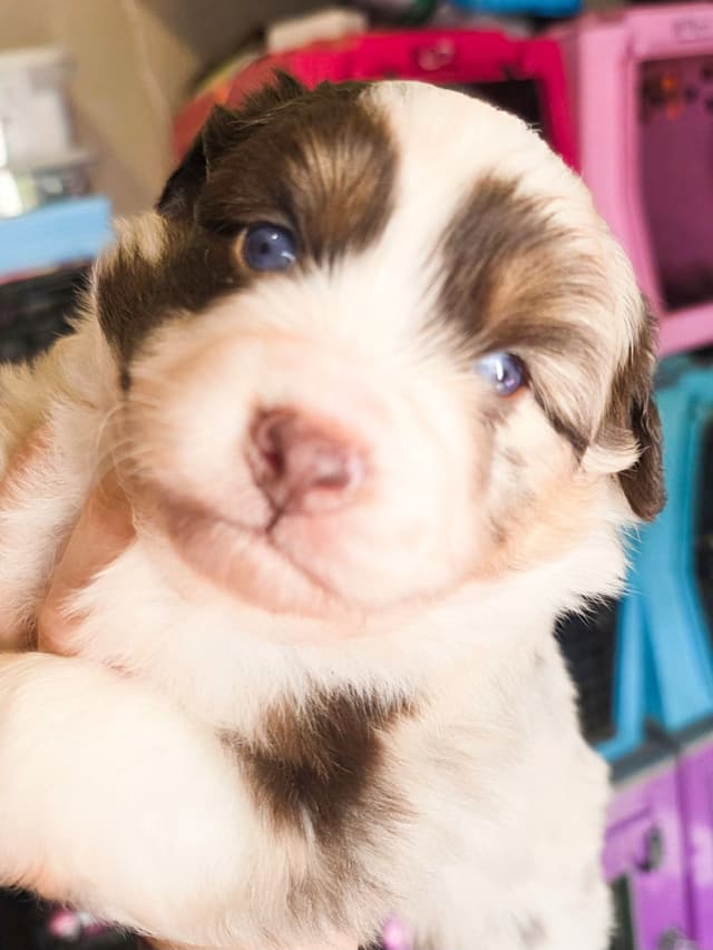 Miniature American Shepherd Puppies media 2