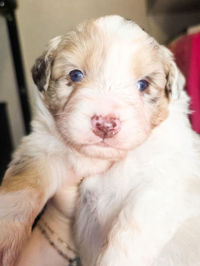 Miniature American Shepherd Puppies media 3
