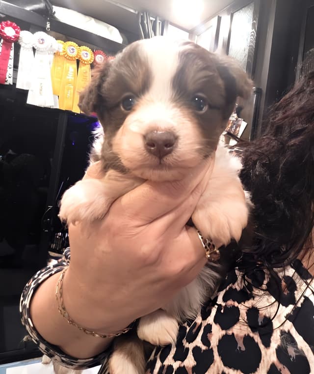 Miniature American Shepherd Puppies media 4