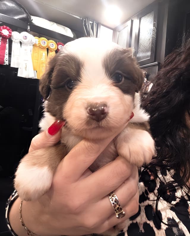 Miniature American Shepherd Puppies media 5