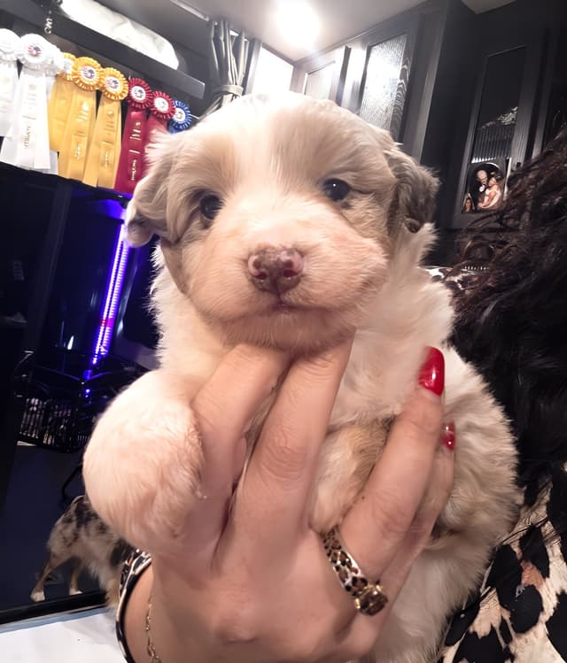 Miniature American Shepherd Puppies media 6