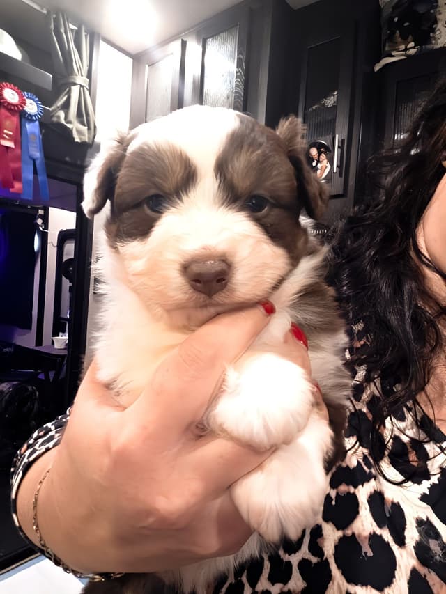 Miniature American Shepherd Puppies media 7