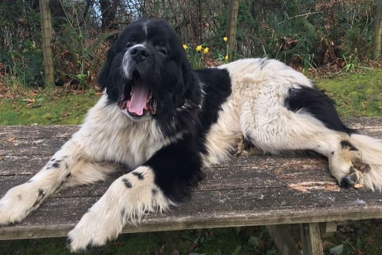 Glen Cove Landseer Newfoundland Puppies breeder image 15