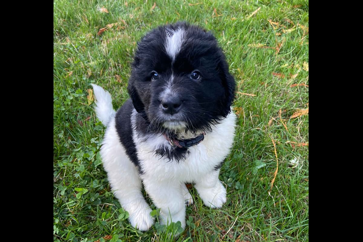Glen Cove Landseer Newfoundland Puppies breeder image 4