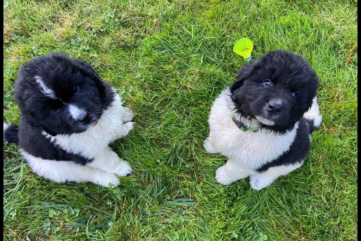 Glen Cove Landseer Newfoundland Puppies breeder image 2
