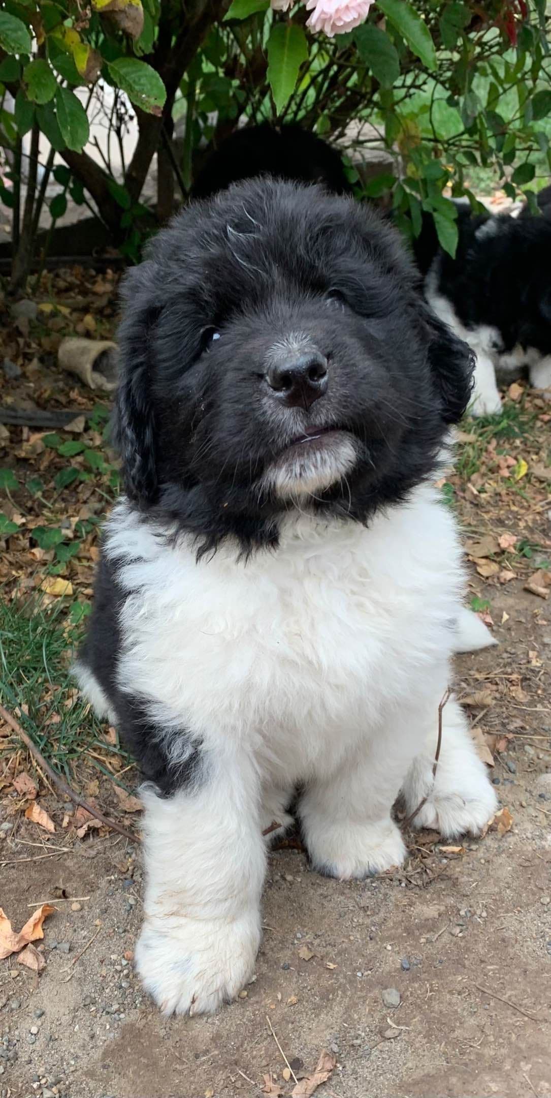 Glen Cove Landseer Newfoundland Puppies breeder image 7