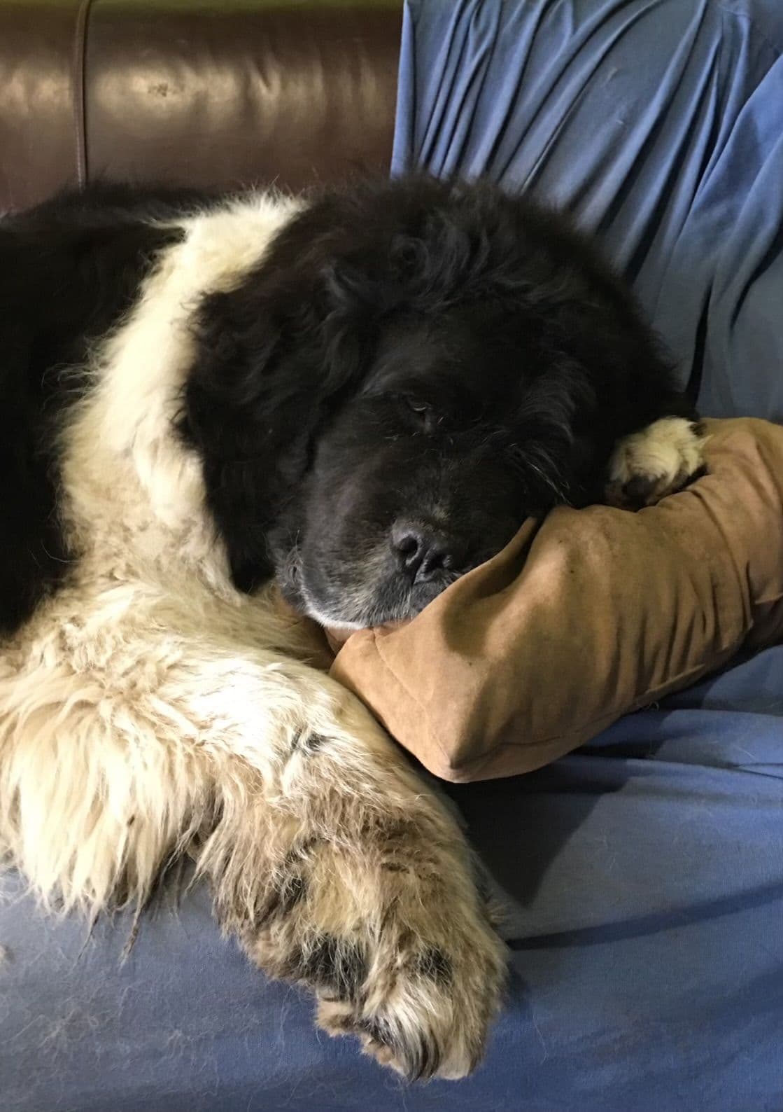 Glen Cove Landseer Newfoundland Puppies breeder image 26