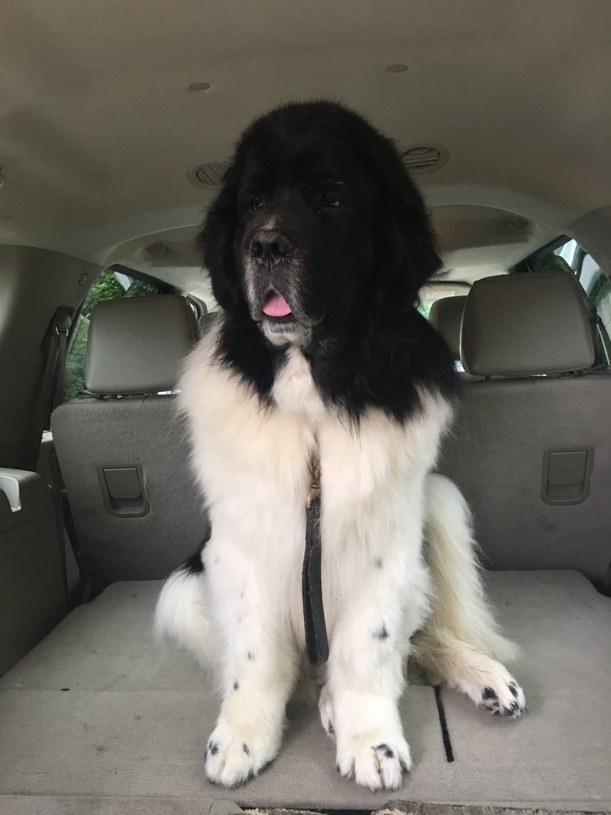 Glen Cove Landseer Newfoundland Puppies breeder image 14
