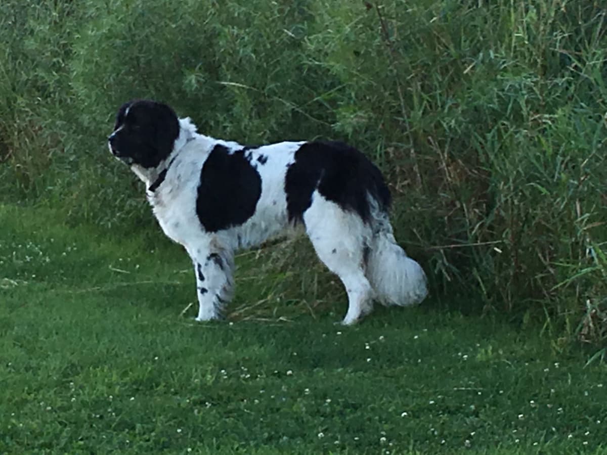 Glen Cove Landseer Newfoundland Puppies breeder image 12