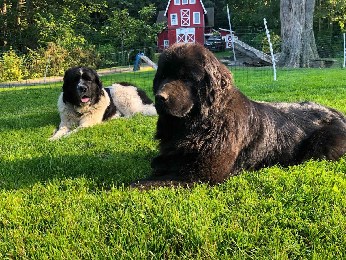 Glen Cove Landseer Newfoundland Puppies breeder image 13