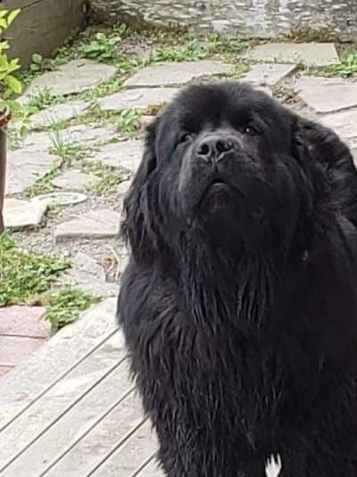 Glen Cove Landseer Newfoundland Puppies breeder image 25