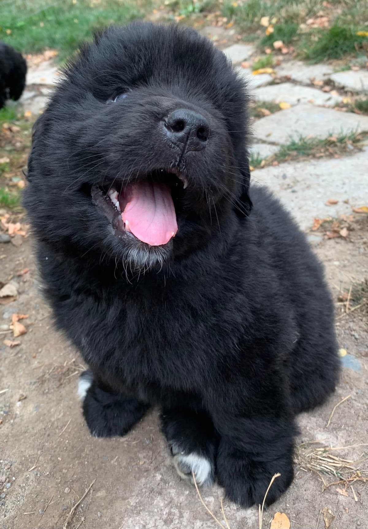 Glen Cove Landseer Newfoundland Puppies breeder image 17