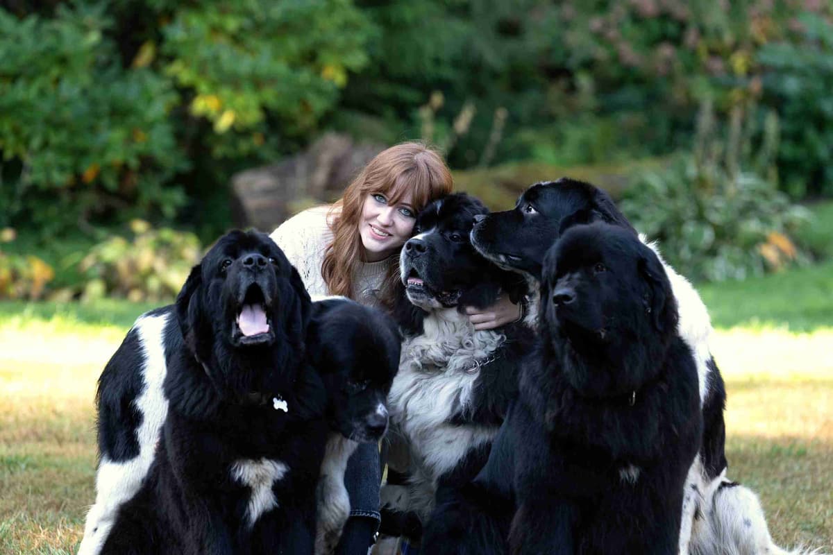 Glen Cove Landseer Newfoundland Puppies breeder image 8